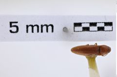 Foto (Dorsalansicht) von Melanotus insipiens (Say, 1825) (NHMW-ZOO-COL-0007791)